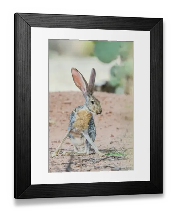 Framed Print : Jack rabbit Framed Print : Jack rabbit