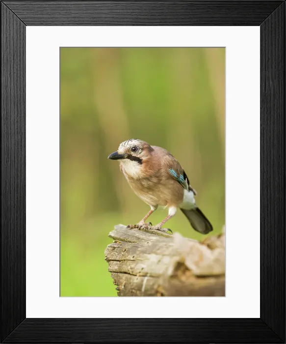 Framed Print : Eurasian Jay (Garrulus glandarius) Framed Print : Eurasian Jay (Garrulus glandarius)