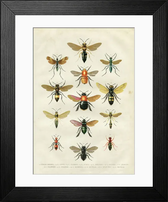 Framed Print : Wasp bumblebee insects illustration 1881 Framed Print : Wasp bumblebee insects illustration 1881