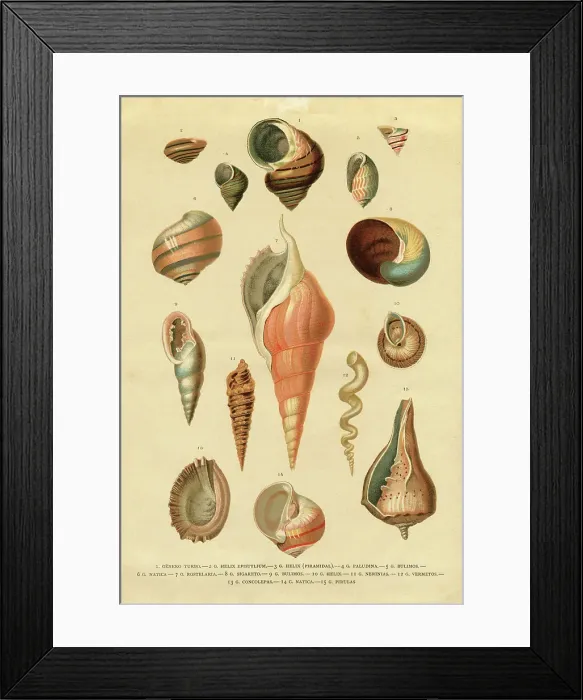 Framed Print : Collection of different snail shells mollusk Framed Print : Collection of different snail shells mollusk