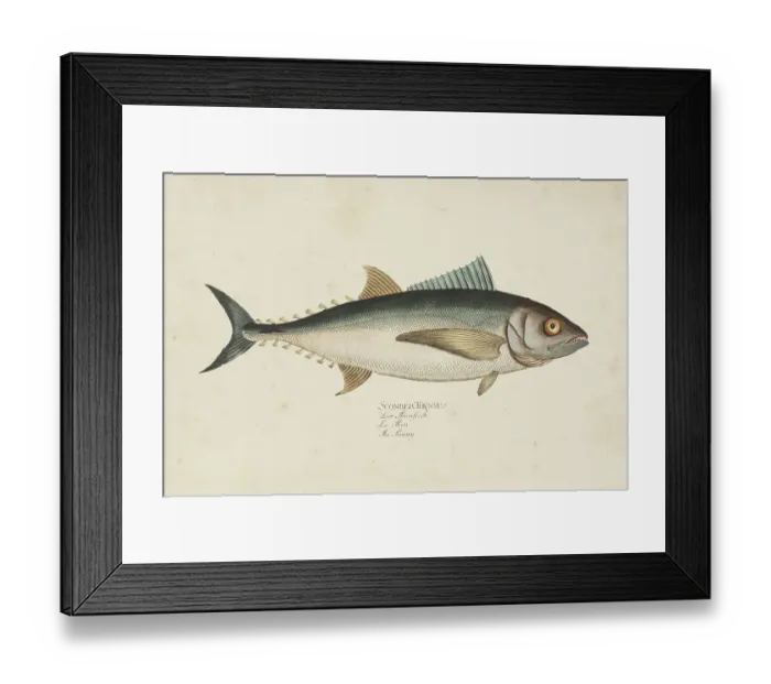 Framed Print : Engraving tuna fish tunny from 1785