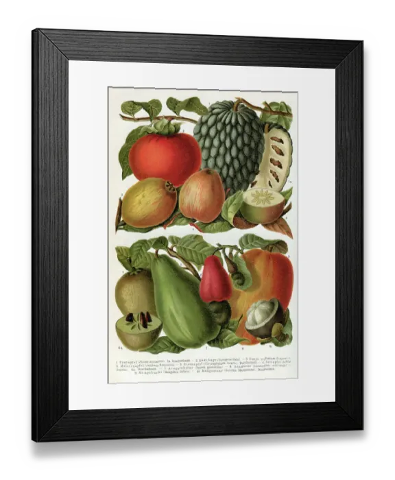 Framed Print : Tropical fruits illustration 1895 Framed Print : Tropical fruits illustration 1895