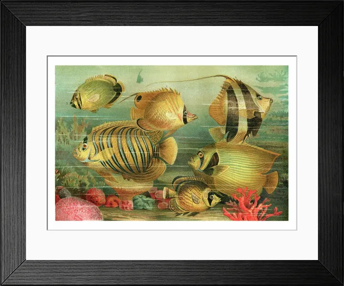 Framed Print : Sea life with butterflyfish emperor angelfish illustration Framed Print : Sea life with butterflyfish emperor angelfish illustration