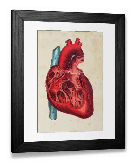 Framed Print : Human heart illustration Framed Print : Human heart illustration
