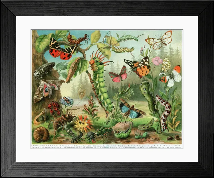 Framed Print : Different insects bugs and butterflies from all around the world Framed Print : Different insects bugs and butterflies from all around the world