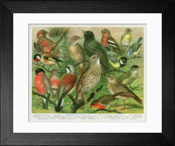 Framed Print : Group of passerine birds sitting on branches illustration 1897 Framed Print : Group of passerine birds sitting on branches illustration 1897