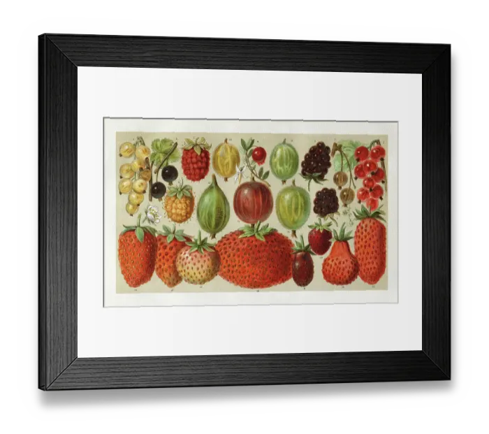 Framed Print : Variation of berries illustration 1896 Framed Print : Variation of berries illustration 1896