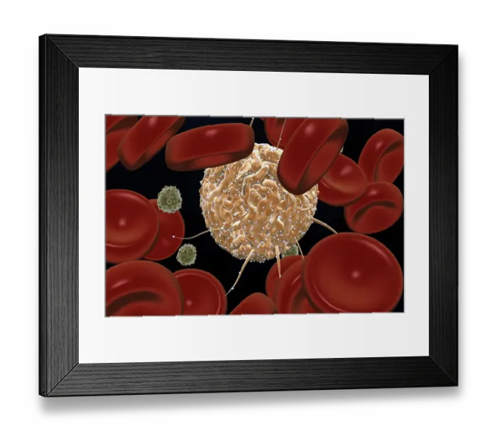 Framed Print : Hematopoietic stem cells Framed Print : Hematopoietic stem cells