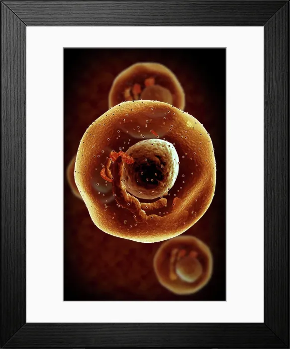 Framed Print : Mast cells Framed Print : Mast cells