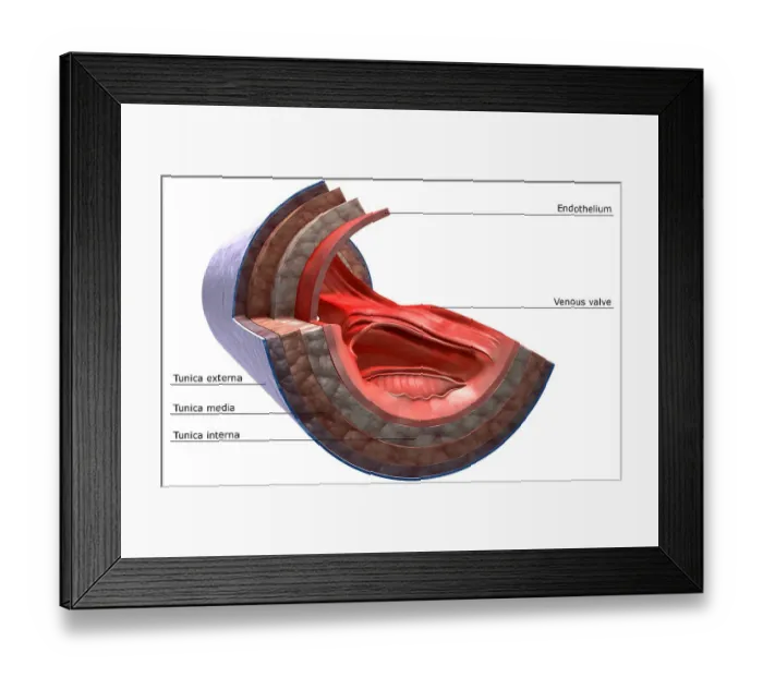 Framed Print : The structure of the vein wall Framed Print : The structure of the vein wall