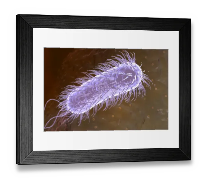 Framed Print : Helicobacter pylori Framed Print : Helicobacter pylori