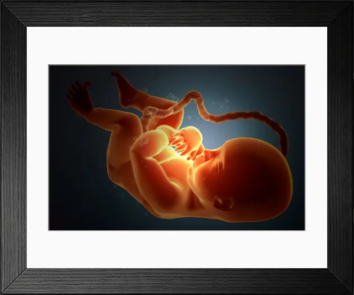 Framed Print : Embryonic development Framed Print : Embryonic development