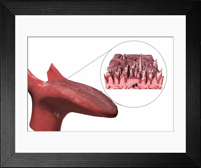 Framed Print : Taste buds Framed Print : Taste buds