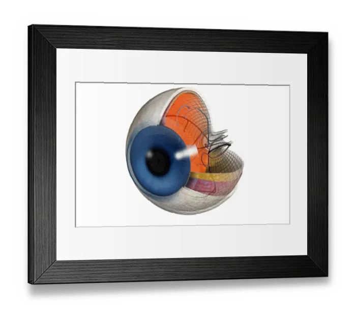 Framed Print : Structure of the eye Framed Print : Structure of the eye