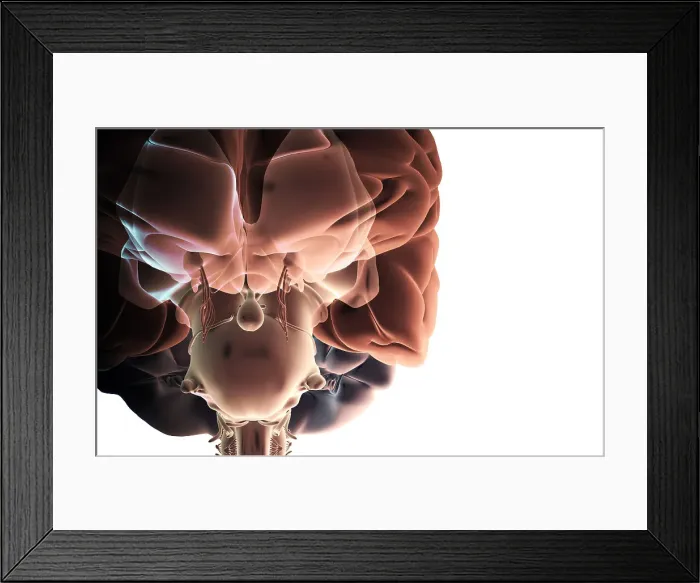 Framed Print : The brainstem Framed Print : The brainstem