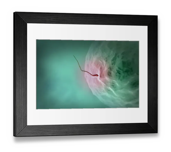 Framed Print : Fertilisation Framed Print : Fertilisation