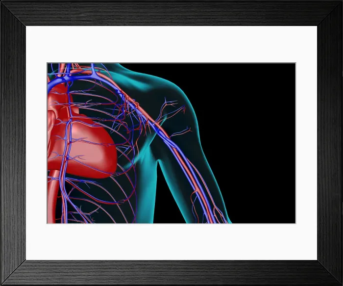 Framed Print : The blood supply of the shoulder Framed Print : The blood supply of the shoulder