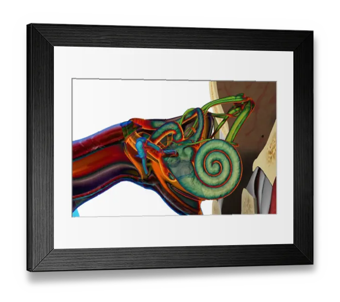 Framed Print : Anterior stylized view of a cross-section of the ear in the head Framed Print : Anterior stylized view of a cross-section of the ear in the head