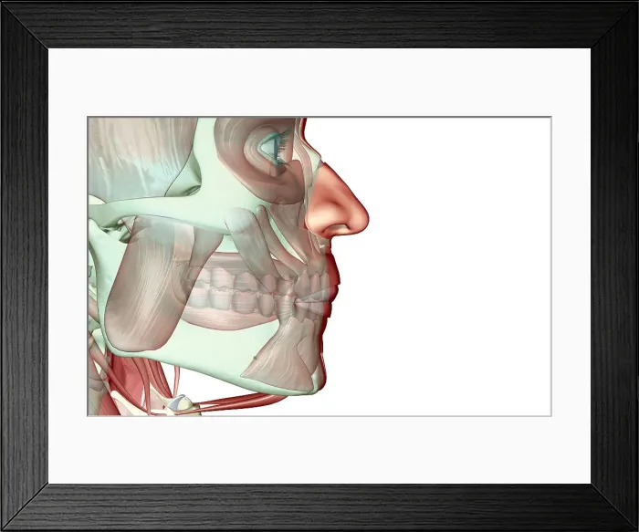 Framed Print : The musculoskeleton of the jaw Framed Print : The musculoskeleton of the jaw