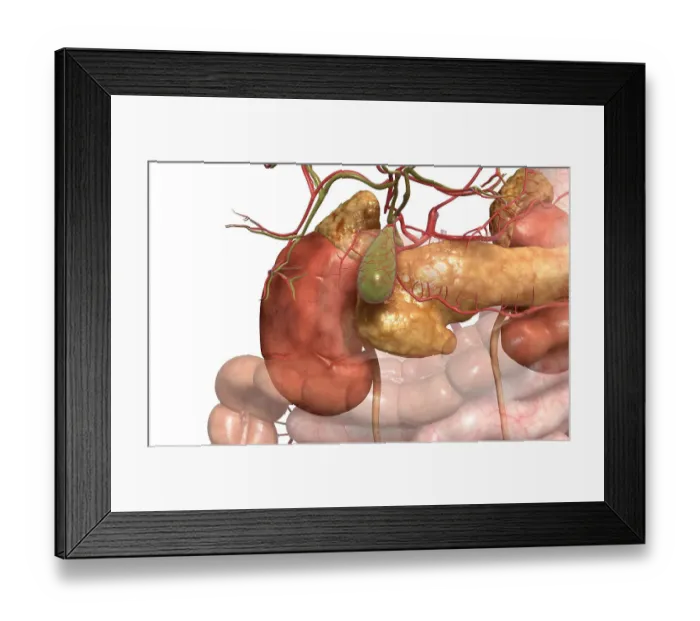 Framed Print : Accessory digestive organs Framed Print : Accessory digestive organs
