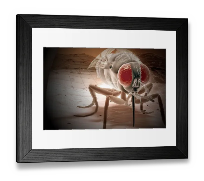 Framed Print : Tsetse fly Framed Print : Tsetse fly
