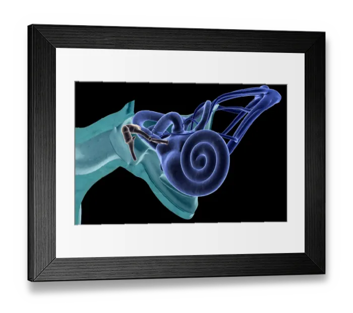 Framed Print : Anatomy of the ear Framed Print : Anatomy of the ear