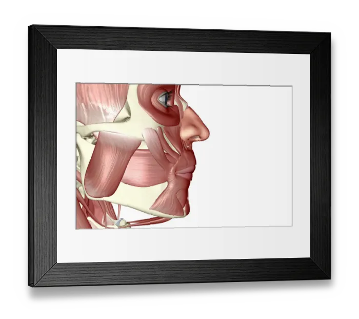 Framed Print : The muscles of the jaw Framed Print : The muscles of the jaw