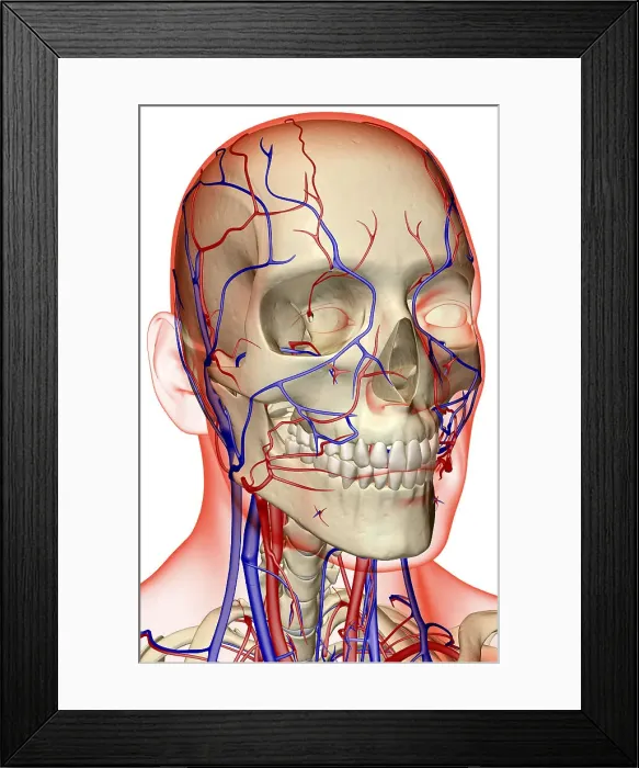 Framed Print : The blood supply of the head and neck Framed Print : The blood supply of the head and neck