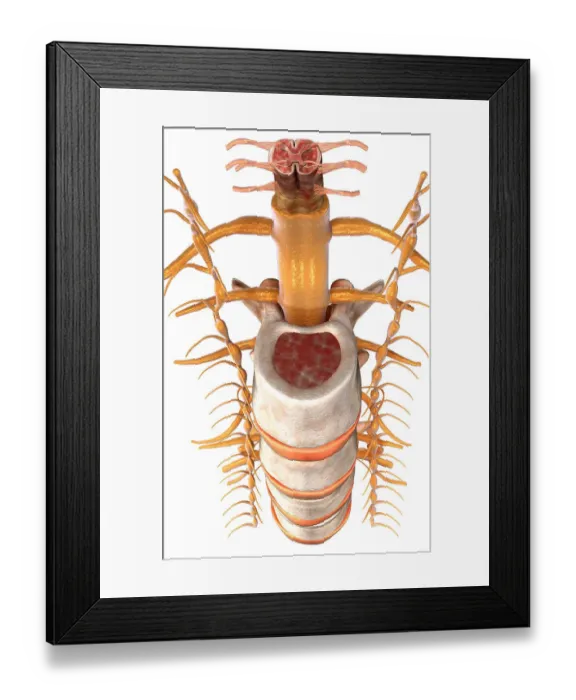 Framed Print : The spinal cord Framed Print : The spinal cord