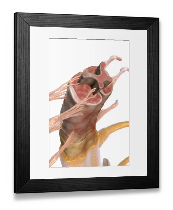 Framed Print : The spinal cord Framed Print : The spinal cord