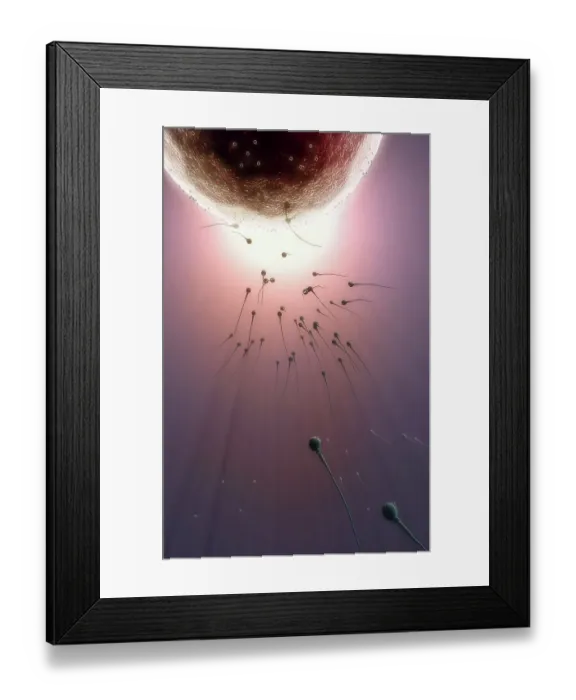 Framed Print : Fertilisation Framed Print : Fertilisation