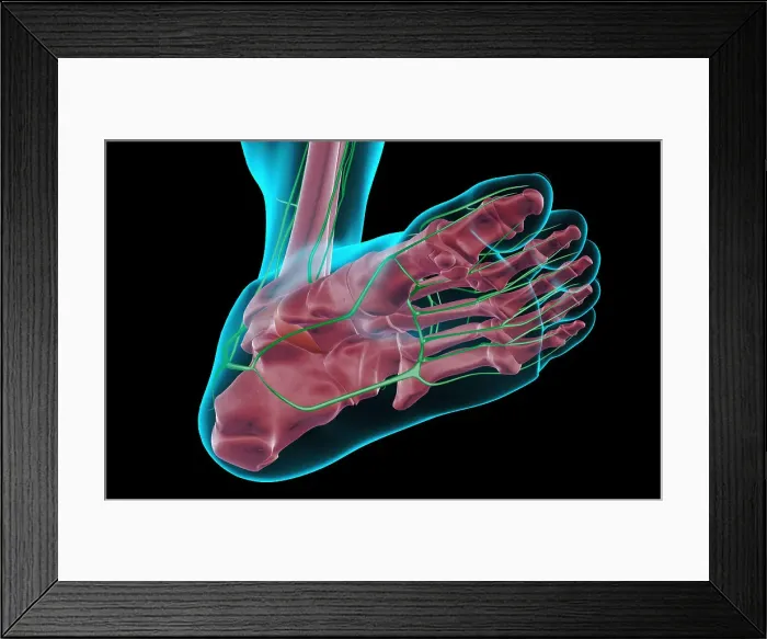 Framed Print : The lymph supply of the foot Framed Print : The lymph supply of the foot