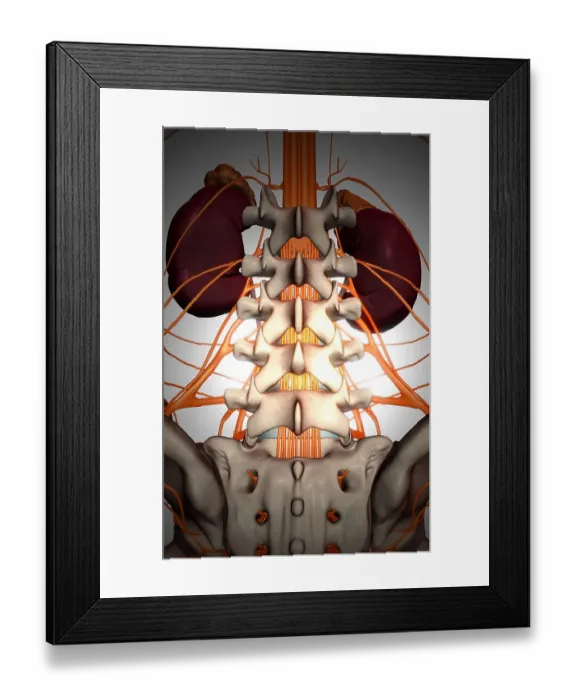 Framed Print : Nerve supply of the urinary system Framed Print : Nerve supply of the urinary system