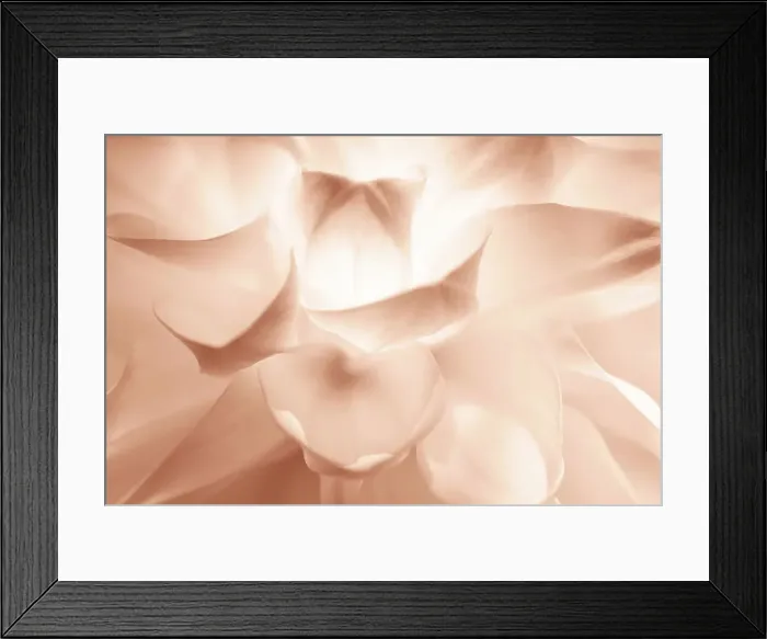 Framed Print : Delicate Peony flower background in Beige Brown Mocha color Color of The Year 2025 Framed Print : Delicate Peony flower background in Beige Brown Mocha color Color of The Year 2025