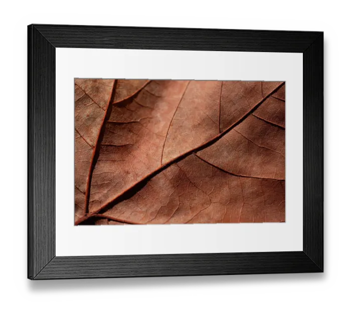 Framed Print : Closeup of a dried Maple leaf Framed Print : Closeup of a dried Maple leaf