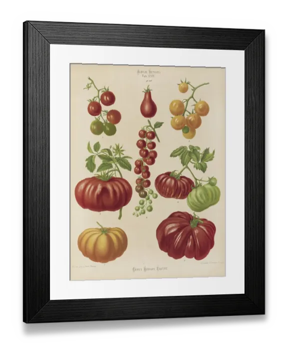 Framed Print : Vegetables, various tomatoes, after Ernst Samuel Benary (10 November 1819, 19 February 1893), Hessian horticulturalist, Historical, digitally restored reproduction from a 19th century original, Record date not stated Framed Print : Vegetables, various tomatoes, after Ernst Samuel Benary (10 November 1819, 19 February 1893), Hessian horticulturalist, Historical, digitally restored reproduction from a 19th century original, Record date not stated