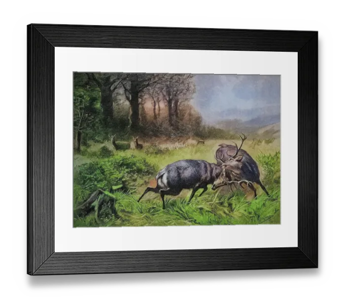 Framed Print : Fighting stags in the rut, 1880, Austria, Historic, digitally restored reproduction of an original 19th century painting, exact original date not known Framed Print : Fighting stags in the rut, 1880, Austria, Historic, digitally restored reproduction of an original 19th century painting, exact original date not known