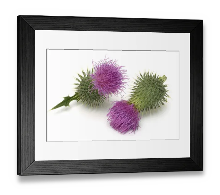 Framed Print : Flower of the common thistle, also known as crayfish thistle, cotton thistle (Onopordum acanthium), medicinal plant Framed Print : Flower of the common thistle, also known as crayfish thistle, cotton thistle (Onopordum acanthium), medicinal plant