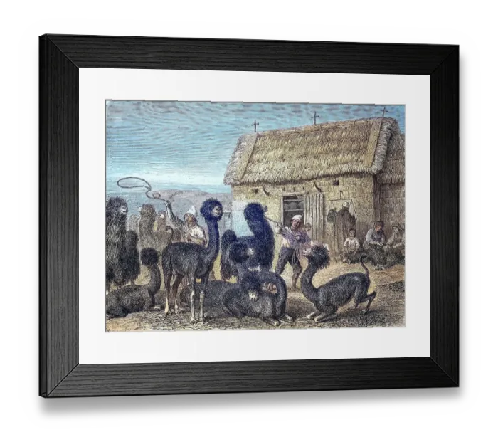Framed Print : Alpaca, Alpacas (Vicugna pacos) are captured for the shearing, Argentina, reproduction of an image, woodcut from the year 1881, digitally restored, Historical, Alpaca, Alpacas are captured for the shearing, Argentina, reproduction of an image Framed Print : Alpaca, Alpacas (Vicugna pacos) are captured for the shearing, Argentina, reproduction of an image, woodcut from the year 1881, digitally restored, Historical, Alpaca, Alpacas are captured for the shearing, Argentina, reproduction of an image