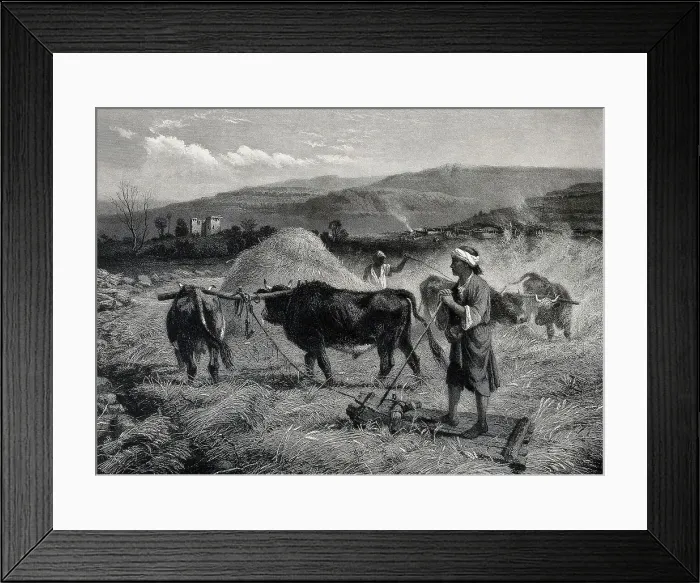 Framed Print : Agriculture, villagers threshing grain by trampling it with oxen, 1870, Syria, Historic, digitally restored reproduction from an original of the period Framed Print : Agriculture, villagers threshing grain by trampling it with oxen, 1870, Syria, Historic, digitally restored reproduction from an original of the period
