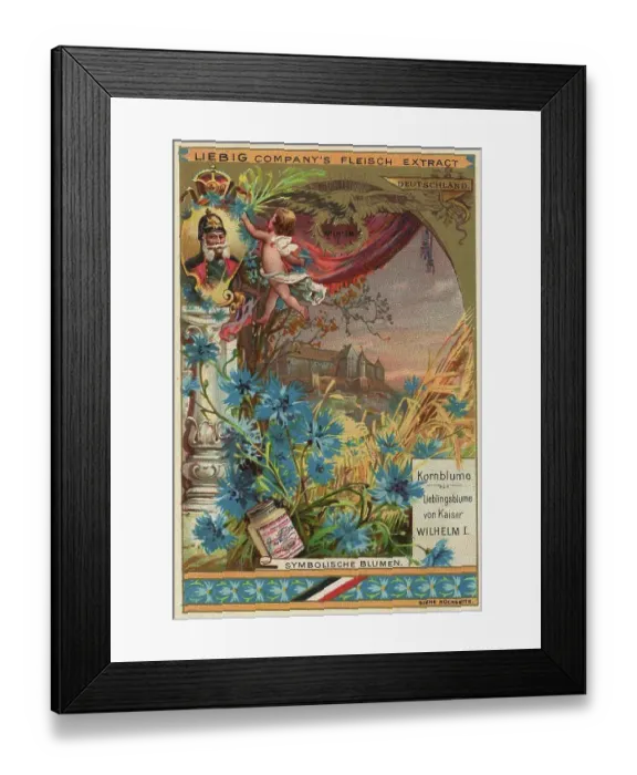 Framed Print : Cornflower, favourite flower of Kaiser Wilhelm I, Germany, digitally restored reproduction of a public domain collector's picture from ca 1900, Liebig picture series Symbolic Flowers (1893) Framed Print : Cornflower, favourite flower of Kaiser Wilhelm I, Germany, digitally restored reproduction of a public domain collector's picture from ca 1900, Liebig picture series Symbolic Flowers (1893)