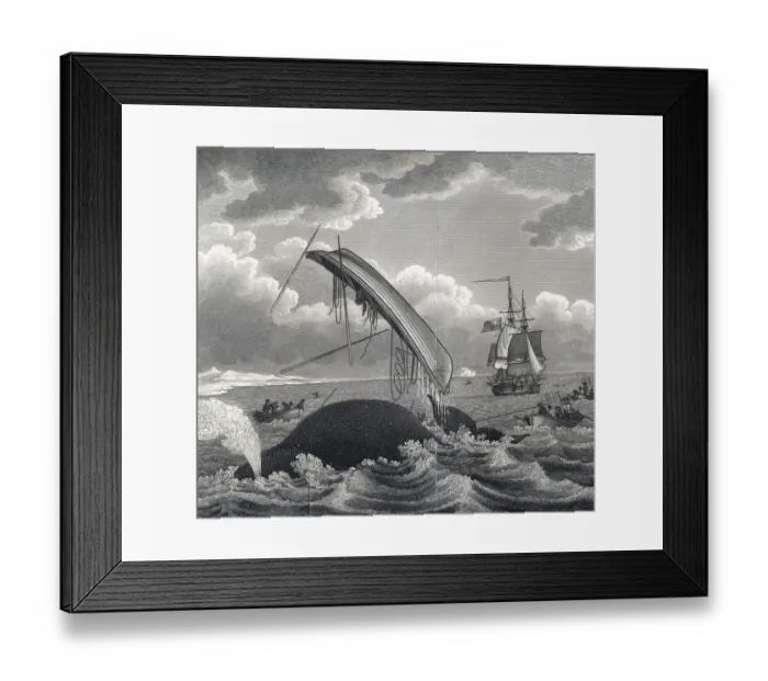 Framed Print : The dangers of whaling, a whale breaches out of the water and throws a boat with a man in it into the air Framed Print : The dangers of whaling, a whale breaches out of the water and throws a boat with a man in it into the air