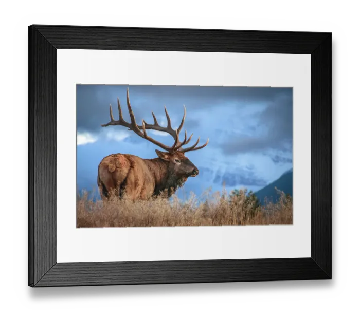 Framed Print : Male Bull Elk, Jasper National Park, Alberta, Canada Framed Print : Male Bull Elk, Jasper National Park, Alberta, Canada