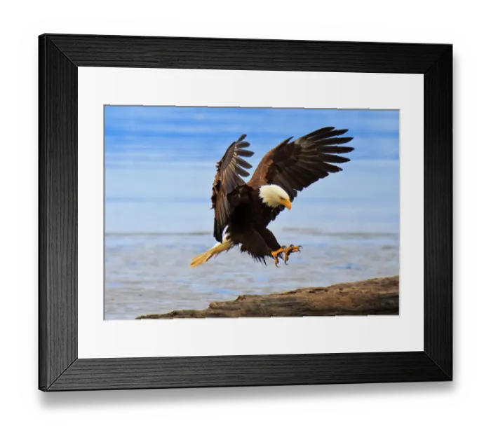 Framed Print : Perfect landing, bald eagle, Alaska Framed Print : Perfect landing, bald eagle, Alaska