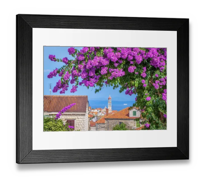 Framed Print : Blooming Bougainvillea, Sutivan, Brac island, Split-Dalmatia, Croatia Framed Print : Blooming Bougainvillea, Sutivan, Brac island, Split-Dalmatia, Croatia