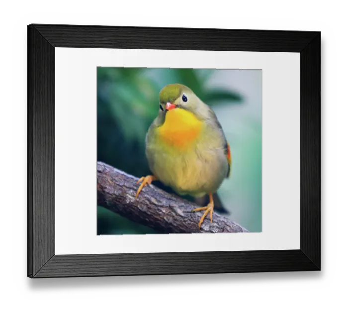 Framed Print : Red-billed Leiothrix (Leiothrix lutea) Framed Print : Red-billed Leiothrix (Leiothrix lutea)
