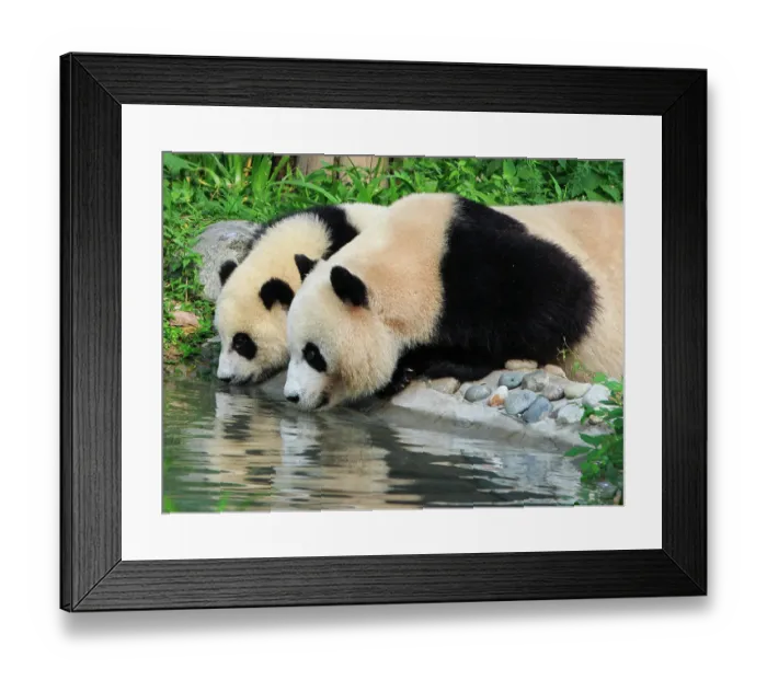 Framed Print : Panda drinking water Framed Print : Panda drinking water