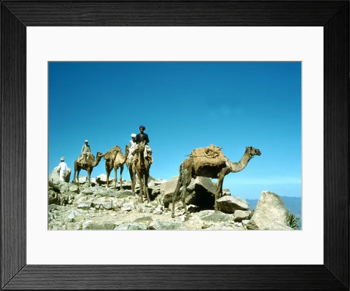 Framed Print : Camel Caravan Framed Print : Camel Caravan