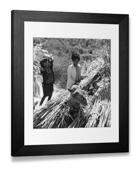 Framed Print : The Yemen. February 1957: Field workers in the Yemen load their harvest onto a camel Framed Print : The Yemen. February 1957: Field workers in the Yemen load their harvest onto a camel