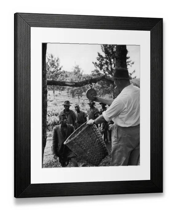 Framed Print : Weighing Tea Framed Print : Weighing Tea